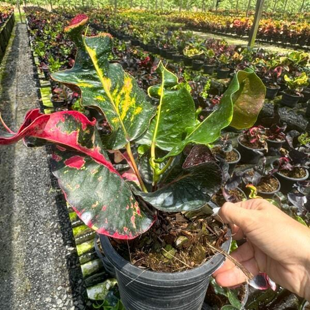 Кротон BANGKOK NIRAMIT