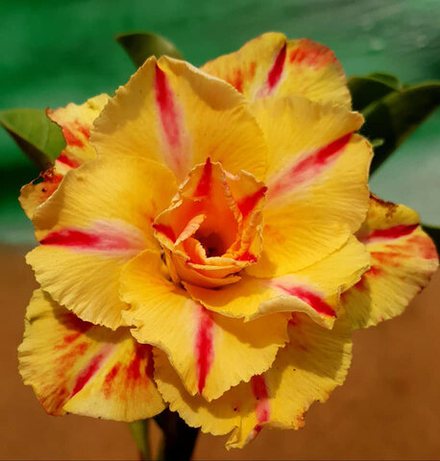 Адениум обесум 293 Ánh Kim