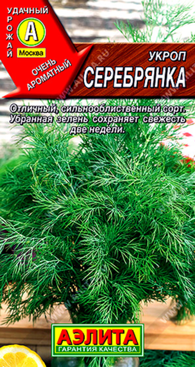 Укроп Серебрянка