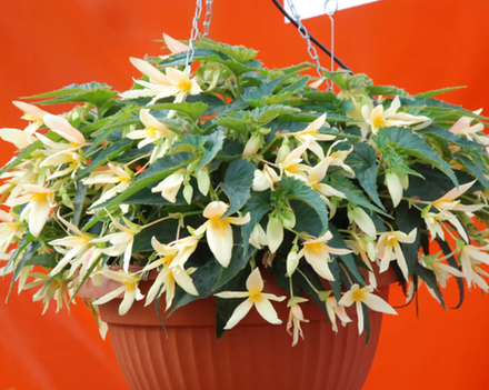 Begonia SUMMERWINGS Vanilla Elegance ЕВРО укорененный черенок ФЕВРАЛЬ 25