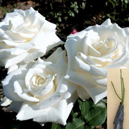 Роза Ломоносов, Пьер Ардити чайно-гибридная саженец с ОКС.