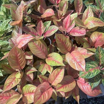 Аглаонема THAI GOLDEN