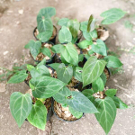 Антуриум PAPILLILAMINUM