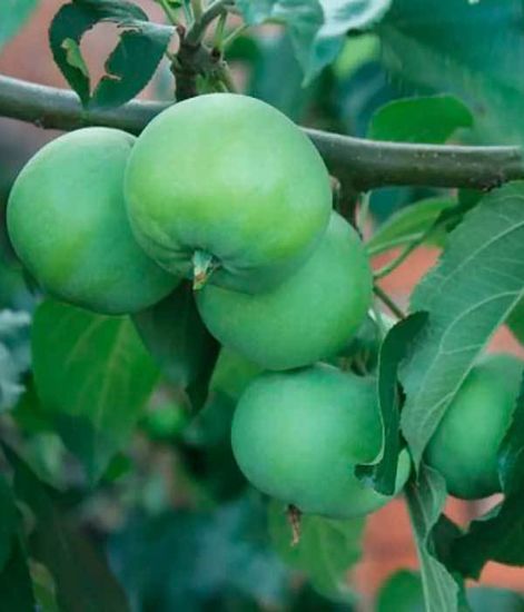 Ароматический диффузор Арбуз, Bago home