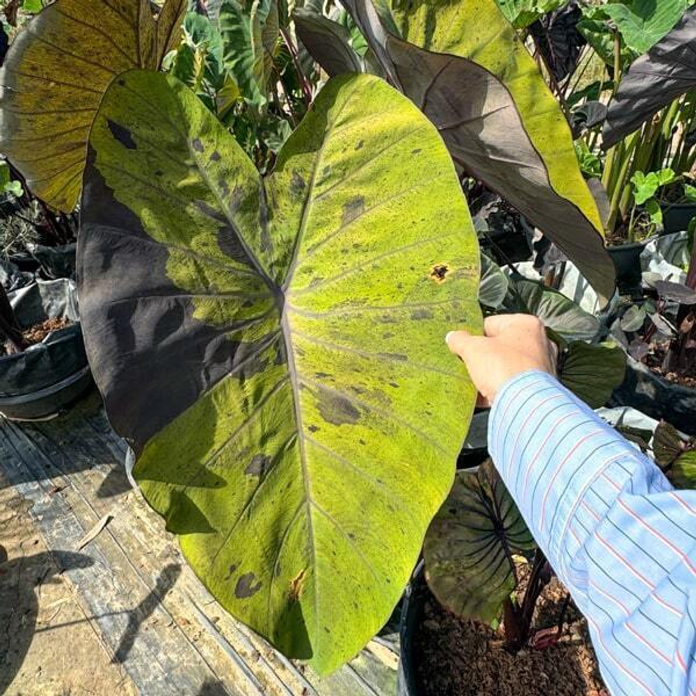 Колоказия BLACK NAPE