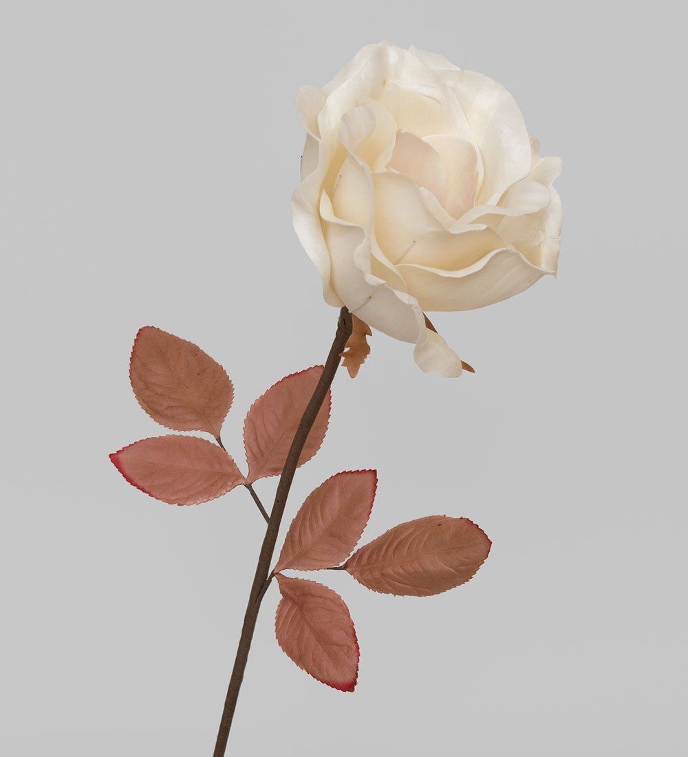 TR 401 Распустившаяся роза