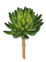 Суккулент 107 зеленый