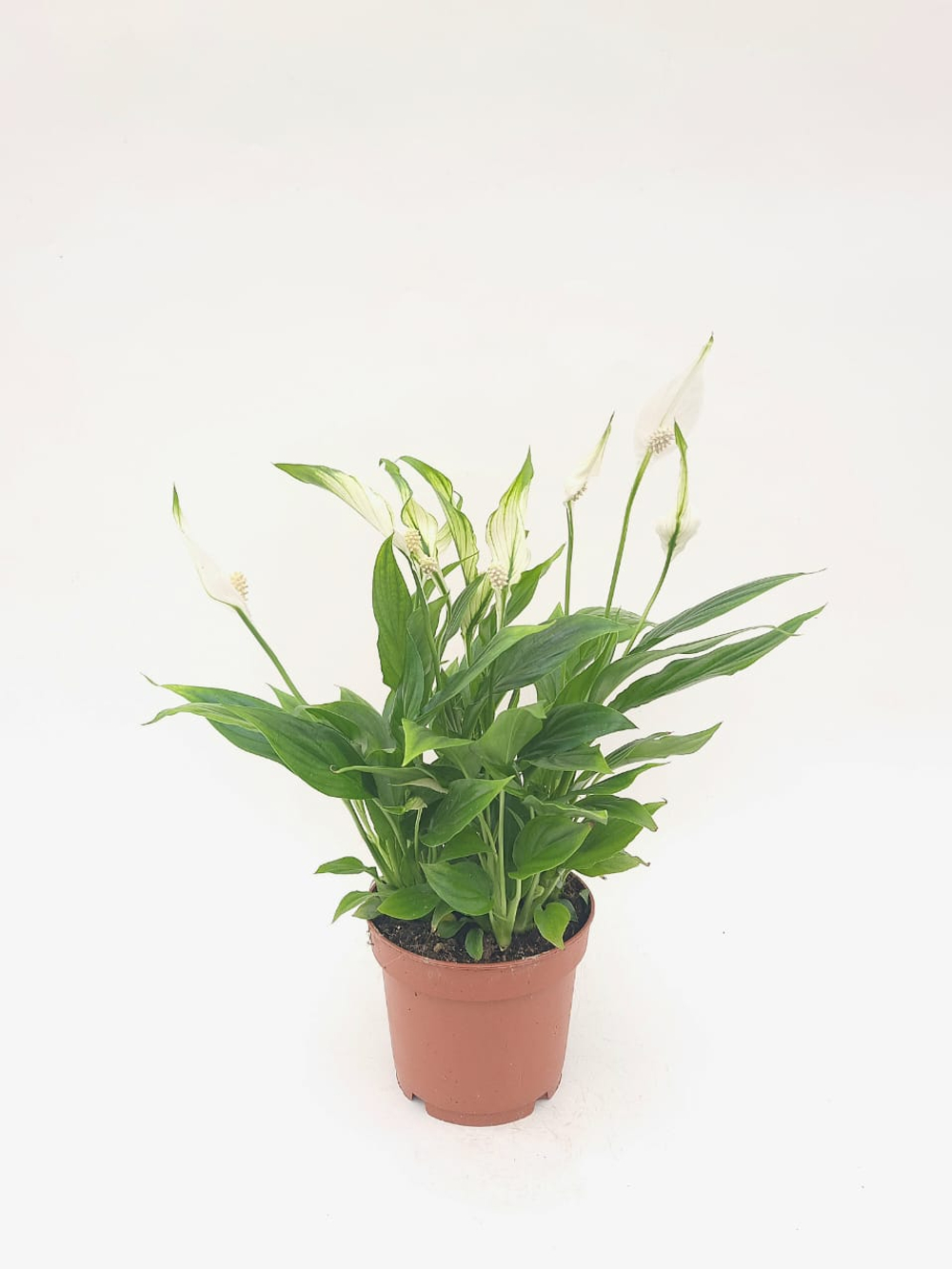 Спатифиллум