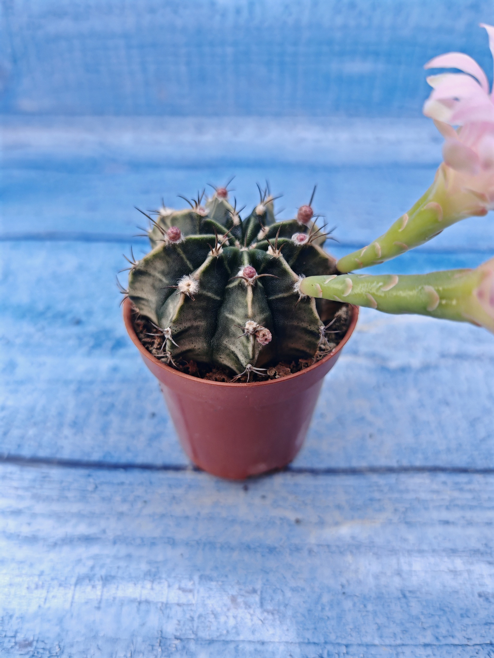 Gymnocalycium Friedrichii (Гимнокалициум)