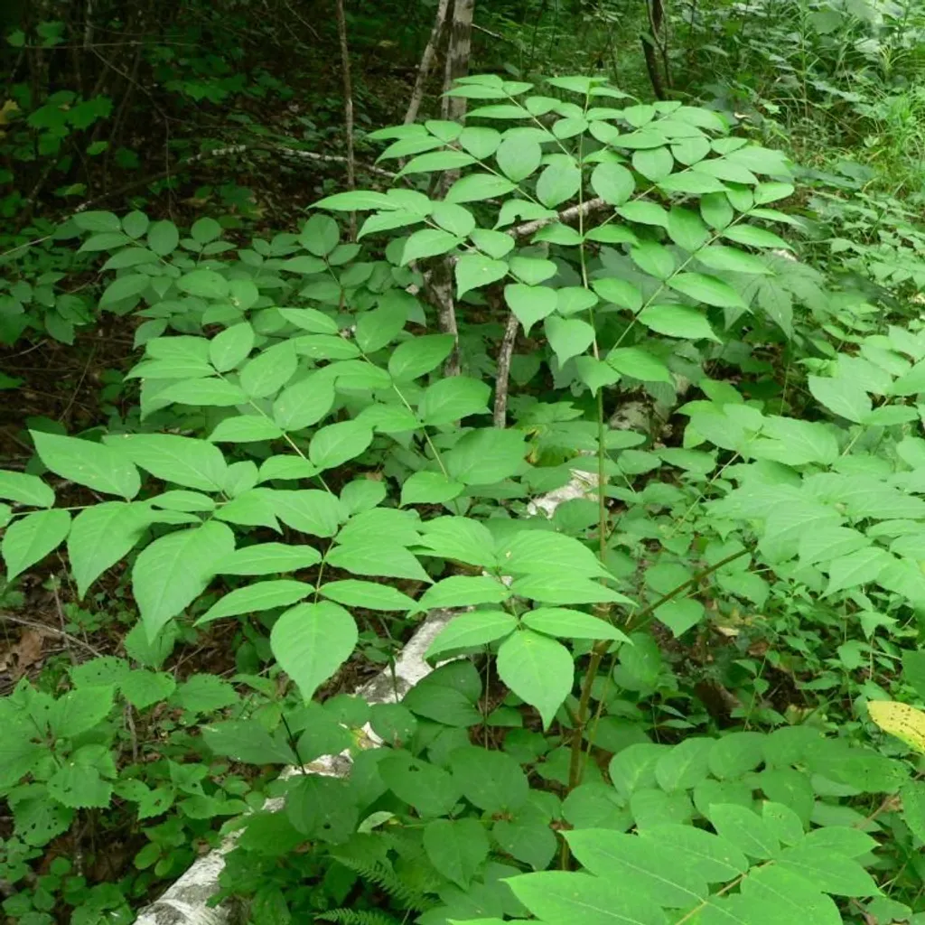 Аралия маньчжурская (корень)