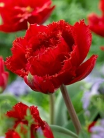 Тюльпан Махрово-бахромчатый Файери Дрим