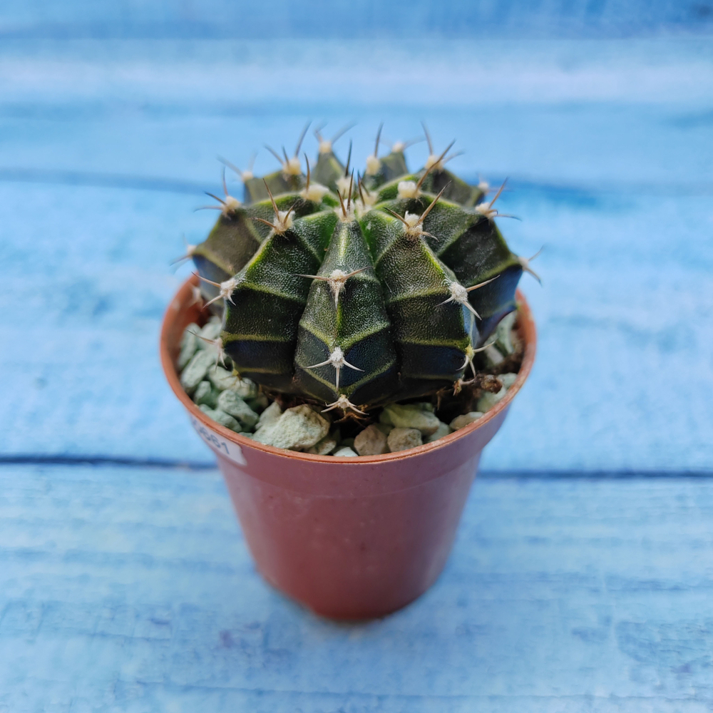 Gymnocalycium Friedrichii (Гимнокалициум)