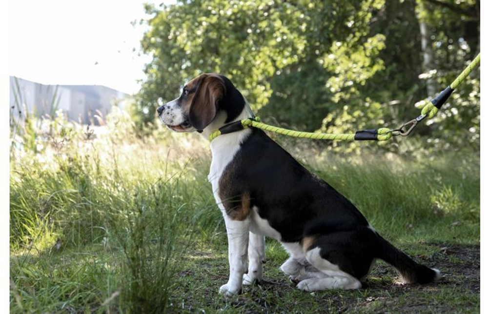 Поводок RIMO, 300 см/ 12 мм, жёлтый, Flamingo
