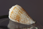 Ракушка конус ролани (Conus rolani)