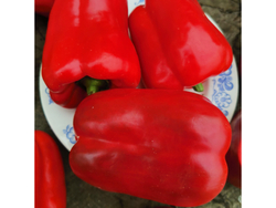 Сладкий Перец — Урожайный Гусева