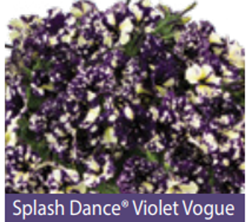 ЕВРО Петуния Splash Violet Vogue ОКС укорененные черенки В наличии