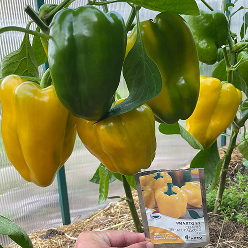 Cемена перца сладкого Риалто F1, Nunhems, 5 шт.