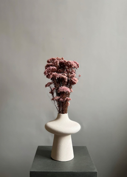 Озотамнус стабилизированный нежно-розовый