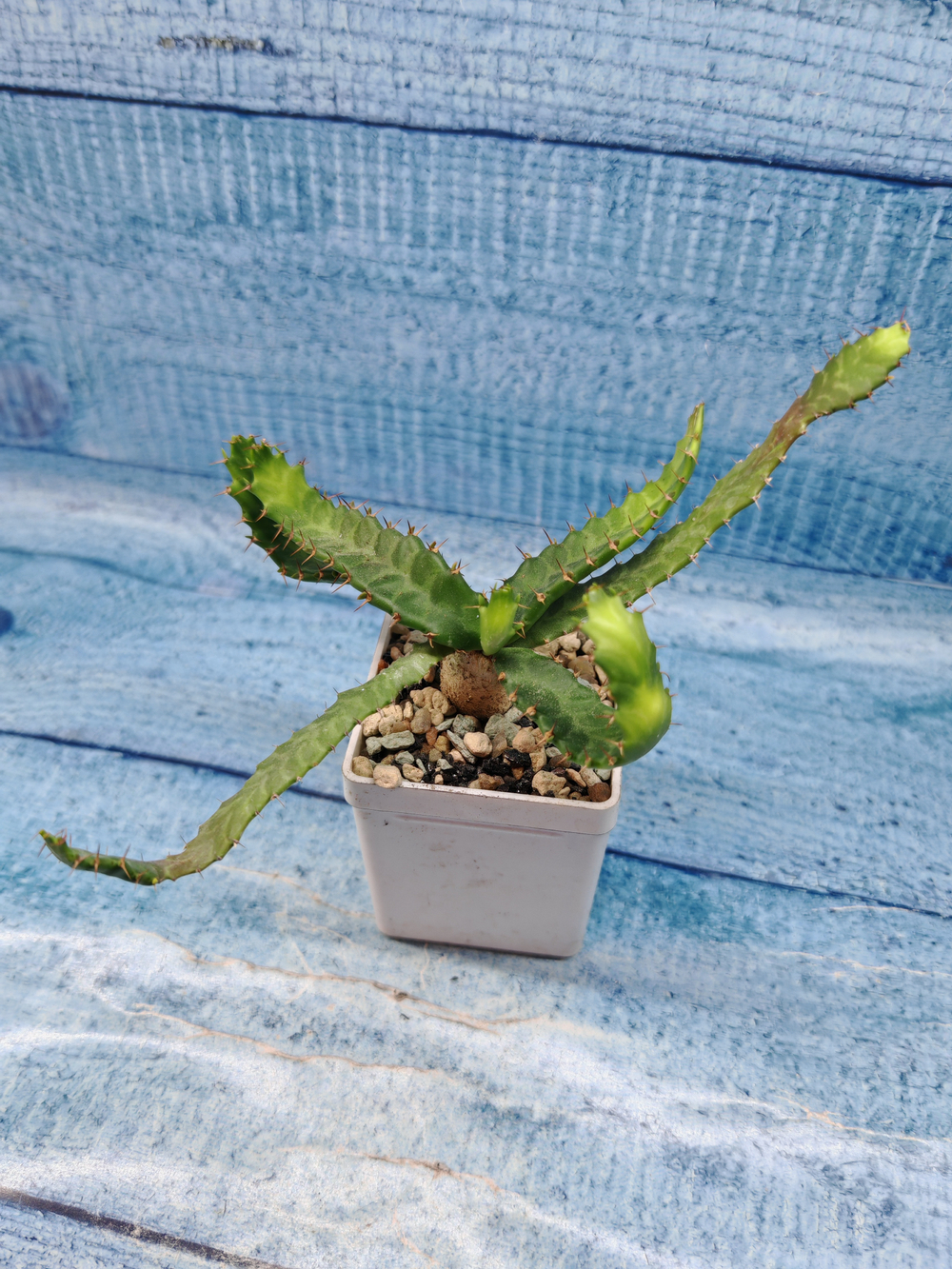 Euphorbia Stellata (Эуфорбия)