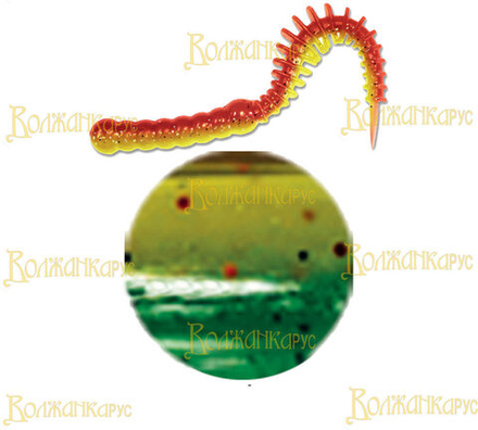 Volzhanka Goauld 80 цвет 2014 (в упак. 8шт)