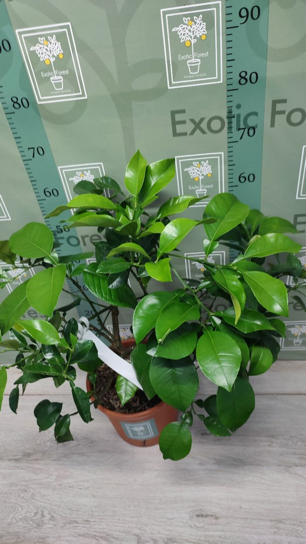 C. grandis × C. paradisi