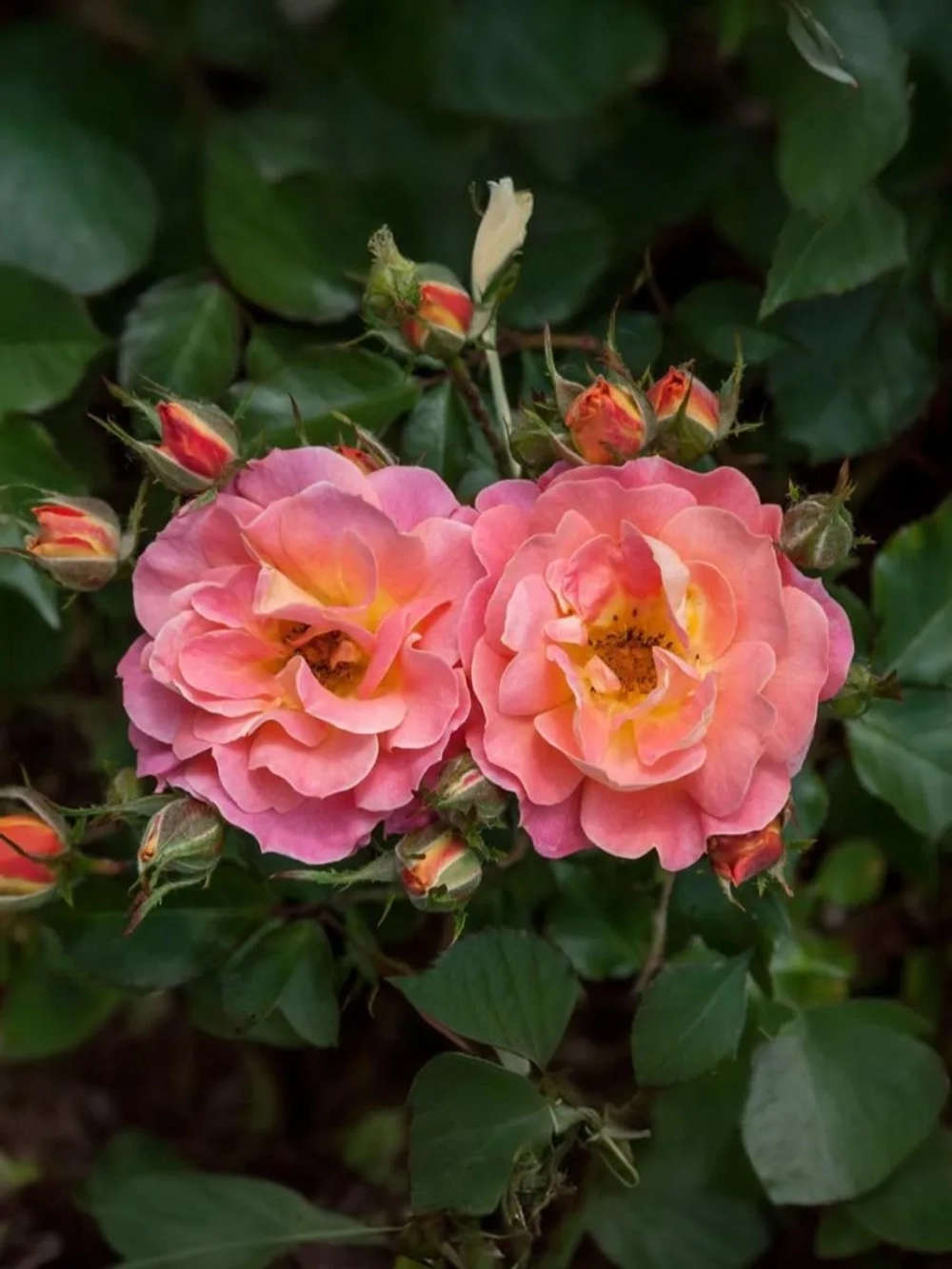 Роза шраб Приёр де Сан-Косм