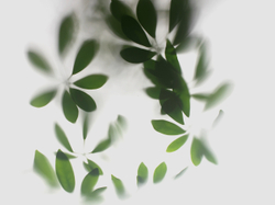 Коллекция GREENDAY 21