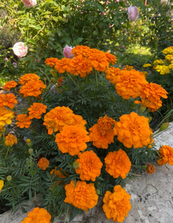 Бархатцы сортовые, большой пакет семян