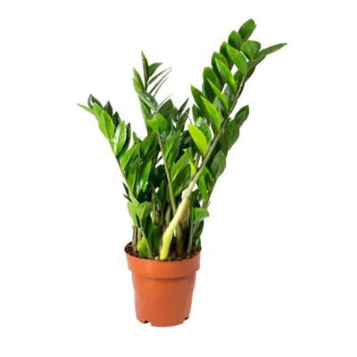 Замиокулкас Orangery zamioculc. Zamiifolia27/105