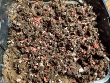 ИТАЛЬЯНСКИЙ ГИГАНТ семена петрушки (Enza Zaden | Alexagro)