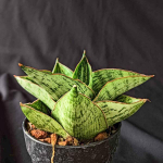 Сансевиерия ANJALINA