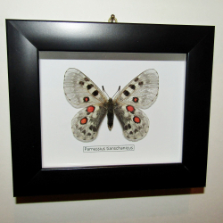 Бабочка Parnassius tianschanicus самка в рамке