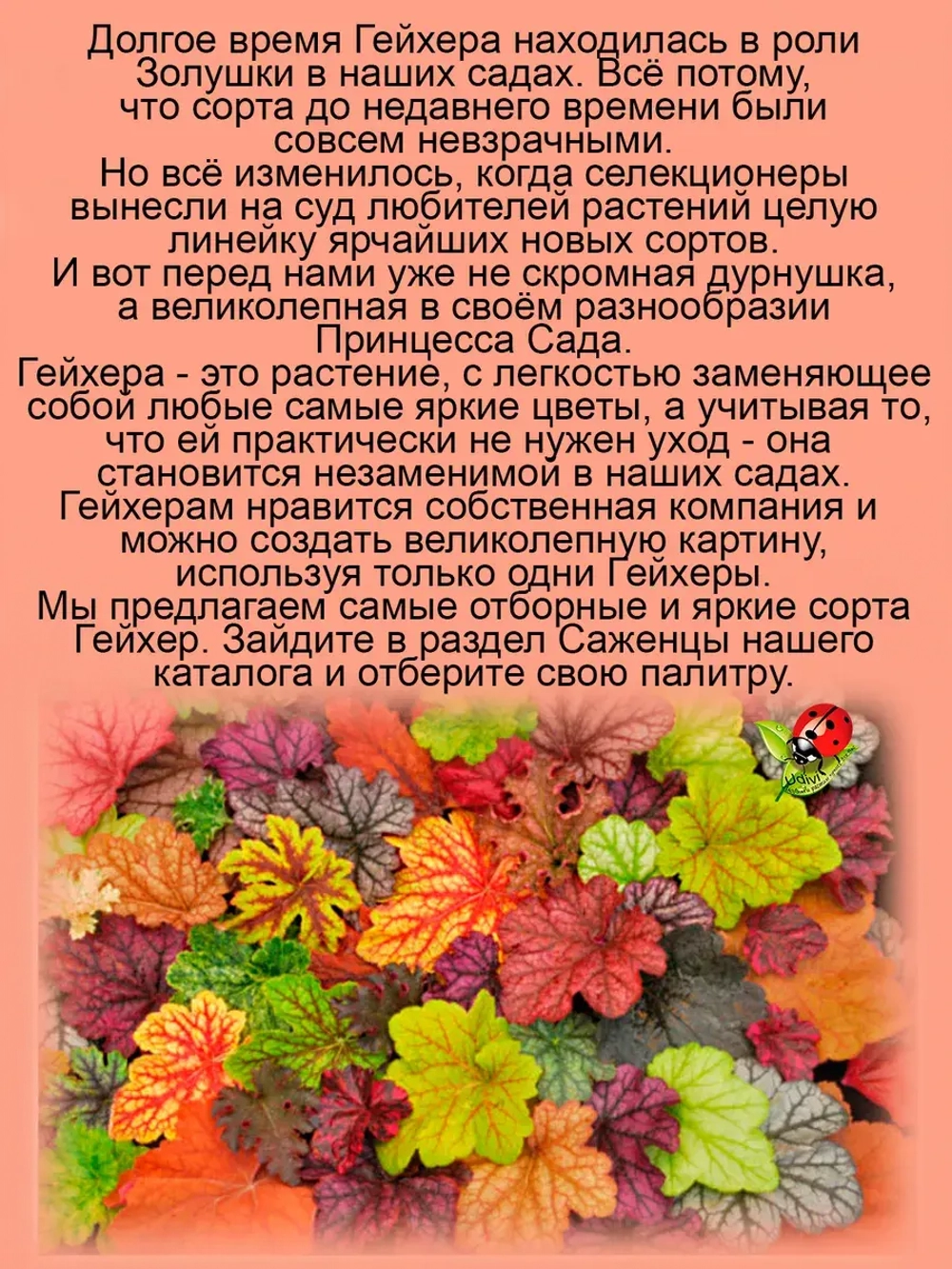 Гейхера Миднайт Роуз Полуночная Роза
