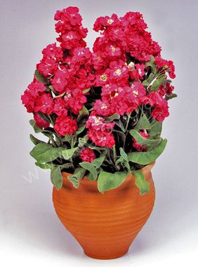 S5106 Маттиола Cinderella Red 100 шт.
