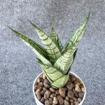 Сансевиерия FIREWORK