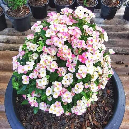 Эуфорбия Миля карликовая BUPA SAWAN