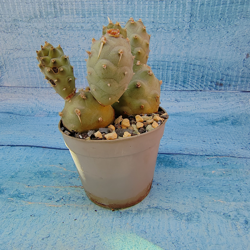 Tephrocactus Articulatus (Тефрокактус)