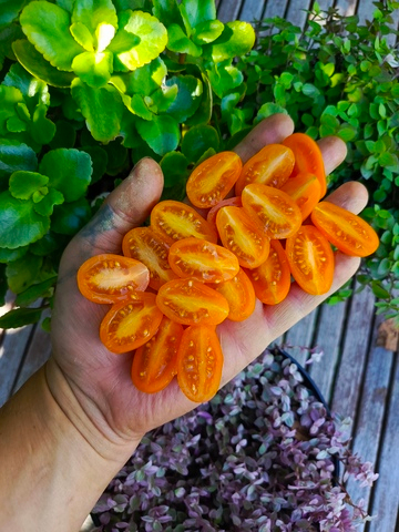 Груша апельсиновая сорт томата