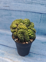 Gymnocalycium Spineless Crested form (Гимнокалициум Кристатный)
