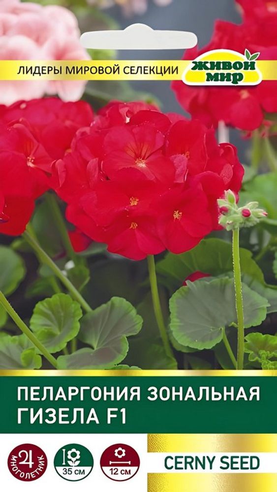 Пеларгония зональная "ЖМ. Гизeлa F1" 3шт, Чехия.