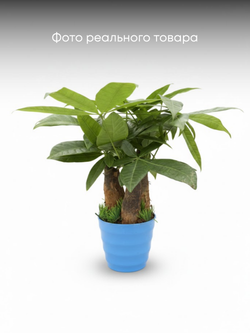 Пахира Three-Branch пластиковый горшок