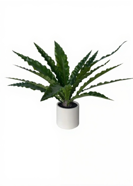 Асплениум в декоративном кашпо 70 см (16 листьев)