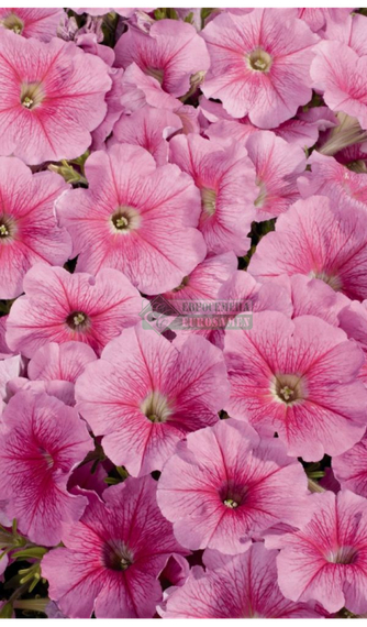 Петуния CELEBRITY STRAWBERRY ICE (Драже) – фото 1
