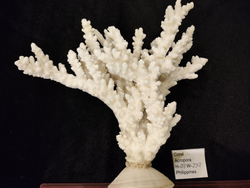 Коралл белый "Акропора""230-235мм" на Фимбрии