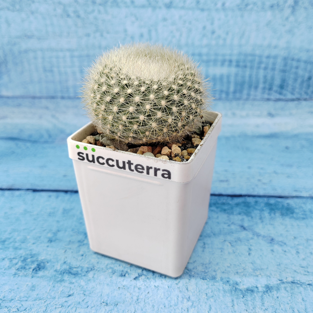 Notocactus Haselbergii (Нотокактус)