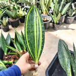 Сансевиерия WHALE FIN