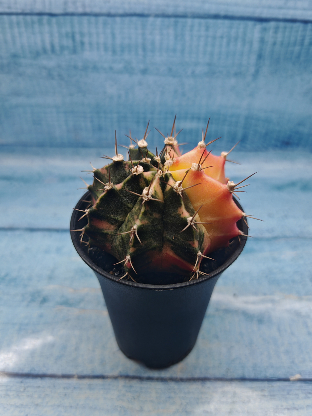 Gymnocalycium Variegata (Гимнокалициум Вариегатный)