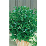 Семена Петрушка Нежность- листовая (Марс) Б/П