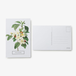 In Full Bloom: 100 Postcards