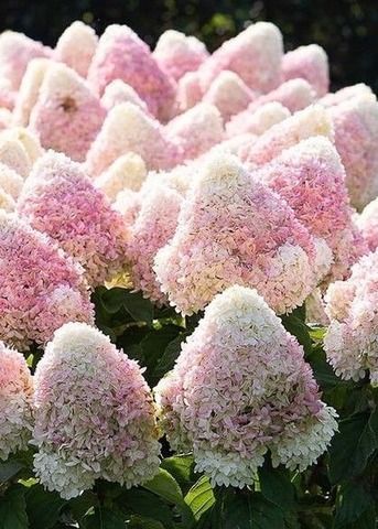 Гортензия метельчатая САММЕ ЛАВ (Hydrangea paniculata «Summer Love»)